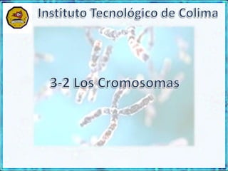 Instituto Tecnológico de Colima 3-2 Los Cromosomas 