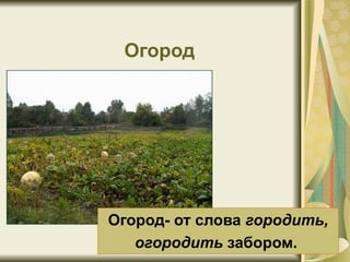 3.2 Огород | PPT