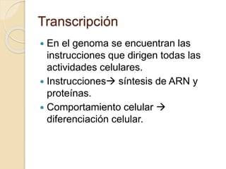 Transcripción
 En el genoma se encuentran las
instrucciones que dirigen todas las
actividades celulares.
 Instrucciones...