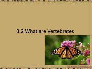 3.2 What are Vertebrates
 