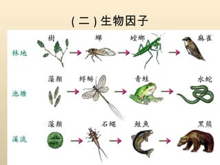 ( 二 ) 生物因子 4. 生物之間的關係： (1) 食物鏈   (food chain) ： A. 定義：  生態系中，掠食者與獵物間的食性關係 構成了 食物鏈 B. 例子： 草->蝗蟲->蛙->蛇 