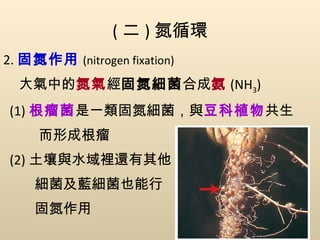 ( 二 ) 氮循環 2. 固氮作用 (nitrogen fixation) 大氣中的 氮氣 經 固氮細菌 合成 氨 (NH 3 ) (1) 根瘤菌 是一類固氮細菌，與 豆科植物 共生 而形成根瘤 (2) 土壤與水域裡還有其他 細菌及藍細菌也能行 固氮作用 