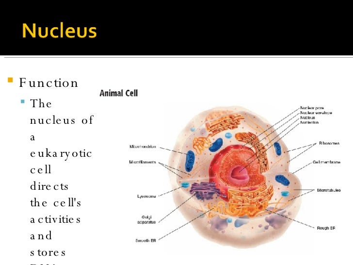 3 3 Cell Organelles Ppt