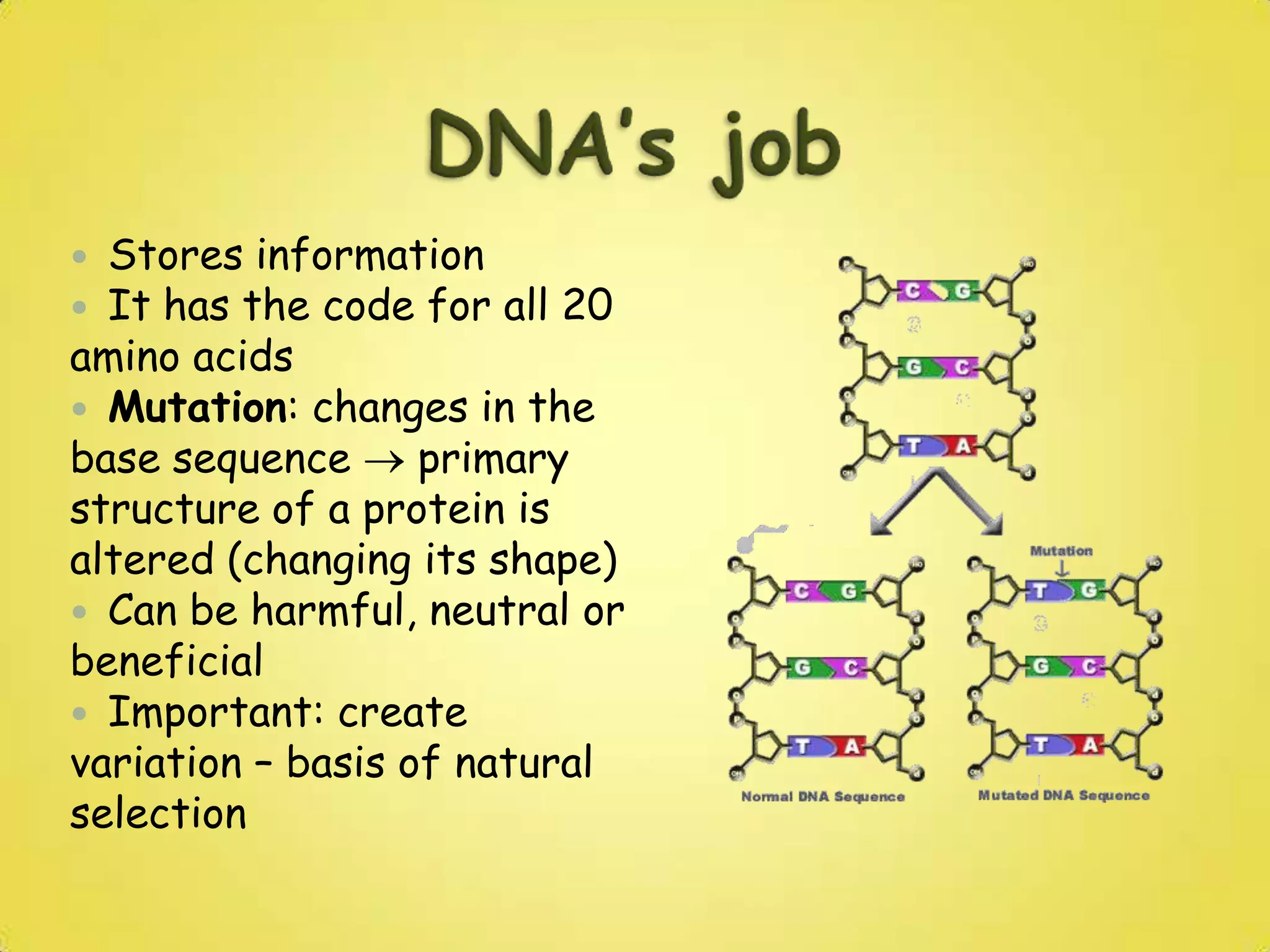 DNA StructureIn eukaryotes it is always associated with proteinsNUCLEOSOMES = DNA wrapped around 8 histones (proteins)Help compact DNA Help control DNA transcription
