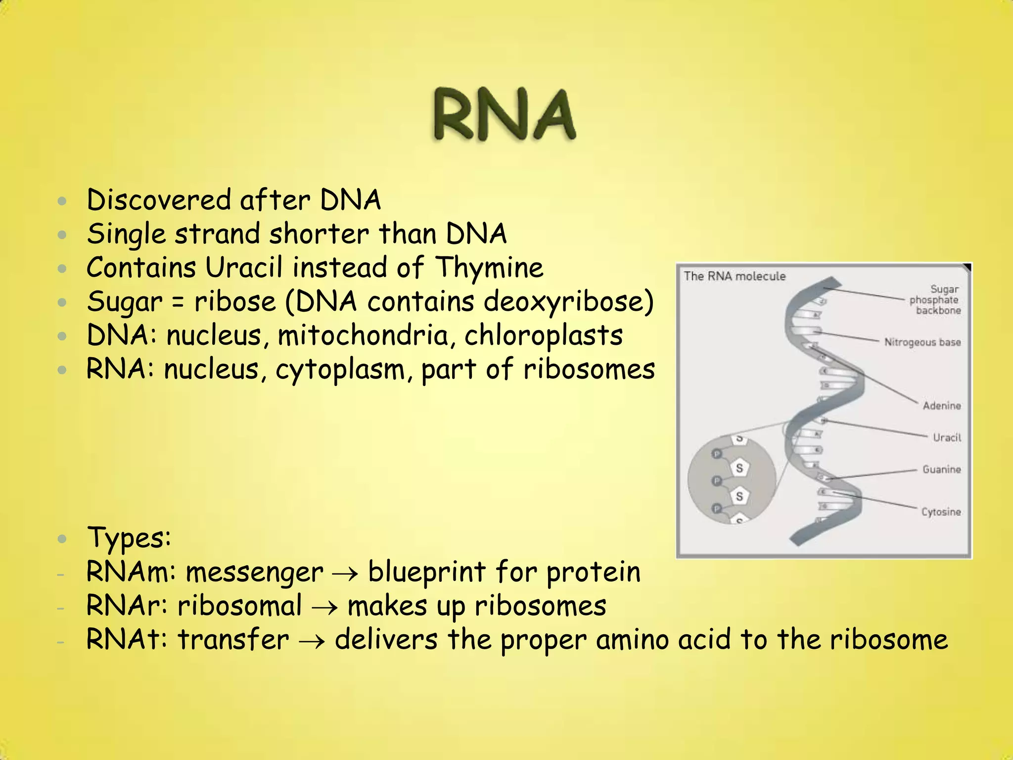 Single copy x Highly repetitive sequencesMuch of DNA in eukaryotes = repetitive base sequences, which are not translated (satellite DNA) = 5-300 bases / repeated as many as 10,000x5-45% of DNA = function not clearSingle copy/unique genes = actually code for something (small proportion)