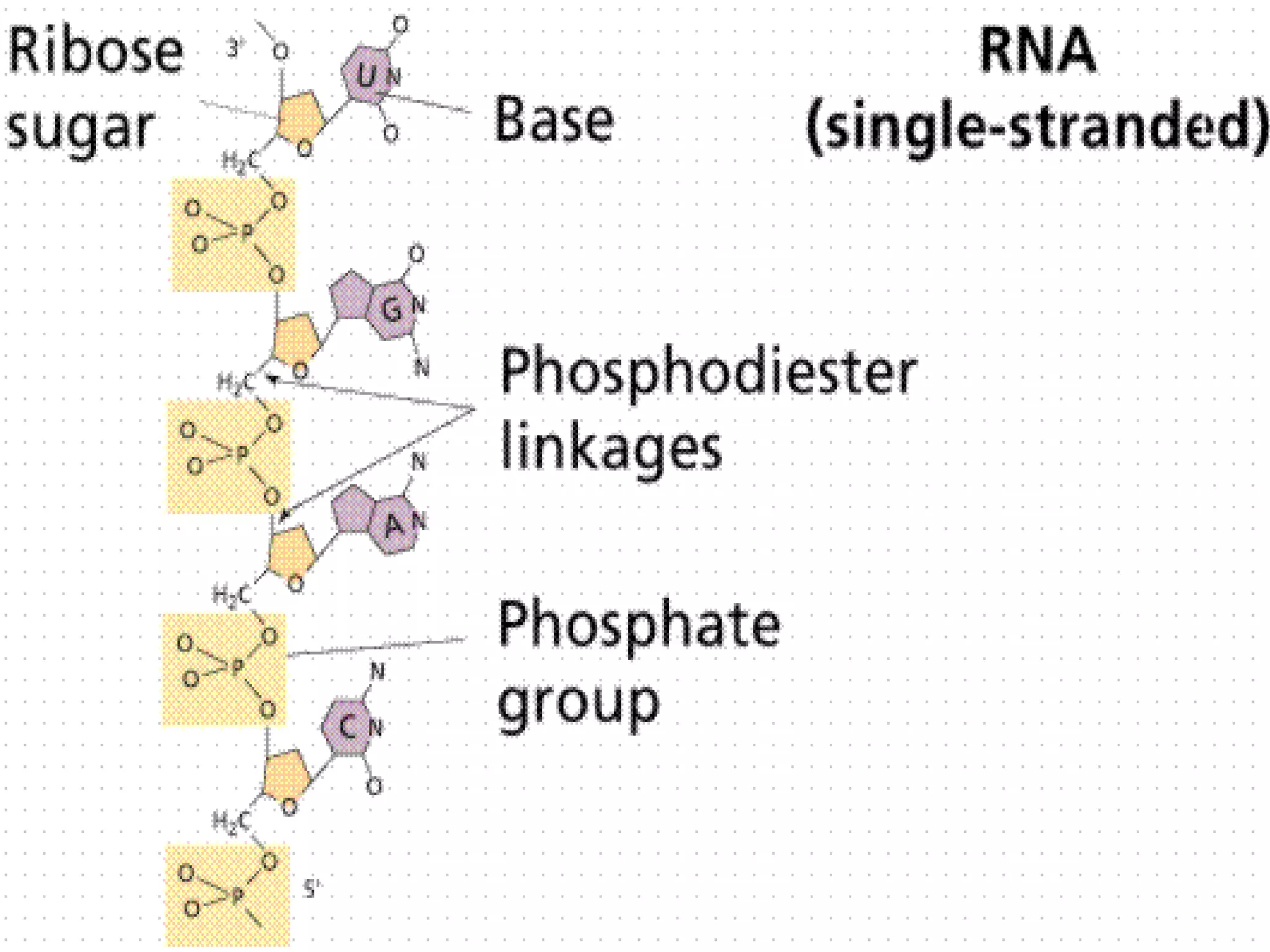 DNA’s jobStores informationIt has the code for all 20 amino acidsMutation: changes in the base sequence  primary structure of a protein is altered (changing its shape)Can be harmful, neutral or beneficial Important: create variation – basis of natural selection