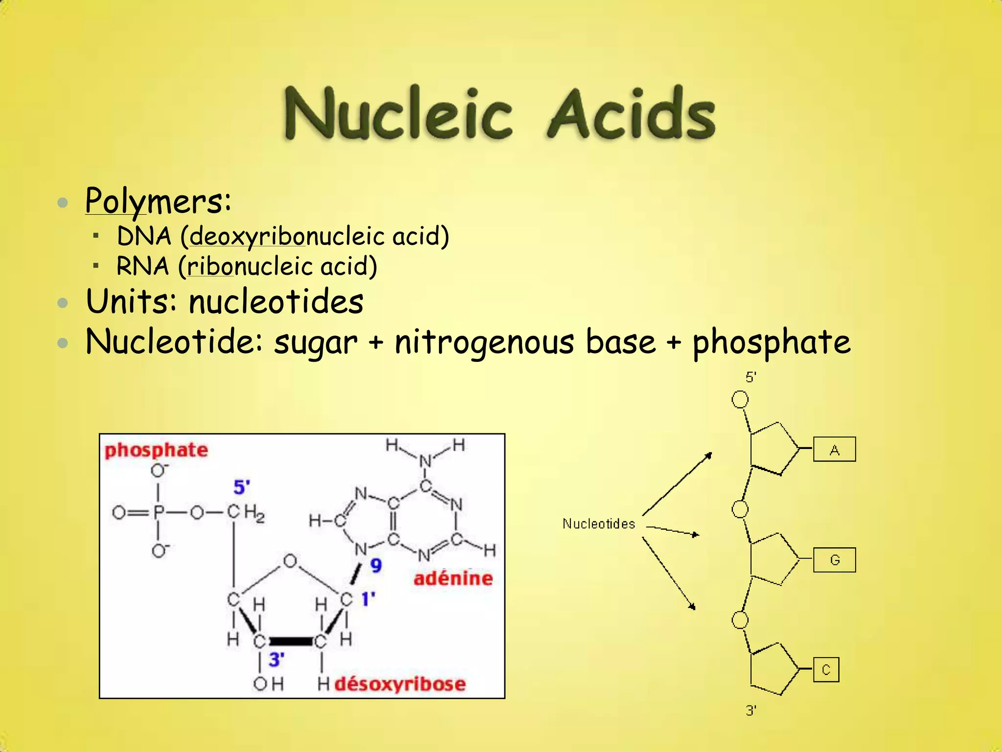 Nucleic AcidsPolymers: DNA (deoxyribonucleic acid) RNA (ribonucleic acid)Units: nucleotidesNucleotide: sugar + nitrogenous base + phosphate
