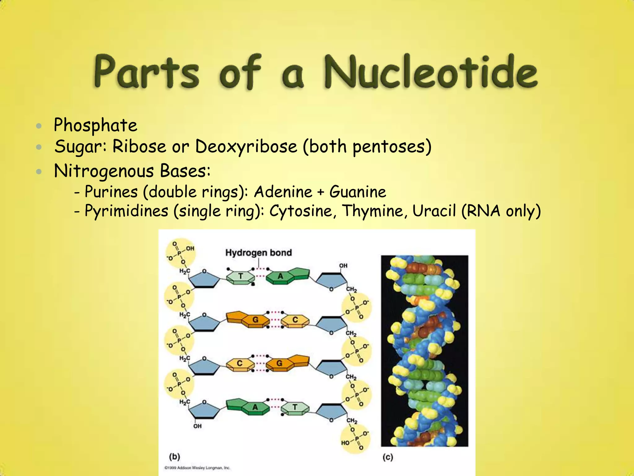 Parts of a NucleotidePhosphateSugar: Ribose or Deoxyribose (both pentoses)Nitrogenous Bases: 	- Purines (double rings): Adenine + Guanine	- Pyrimidines (single ring): Cytosine, Thymine, Uracil (RNA only)