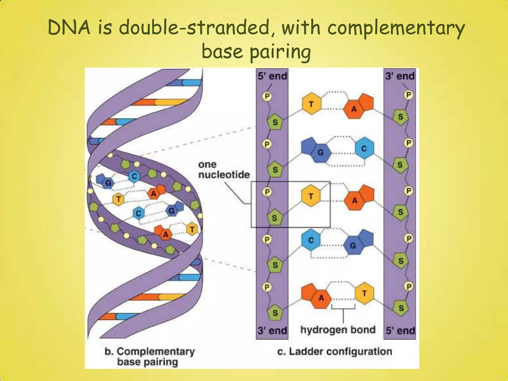 James Watson, Francis Crick and Maurice Wilkins received a NOBEL PRIZE 