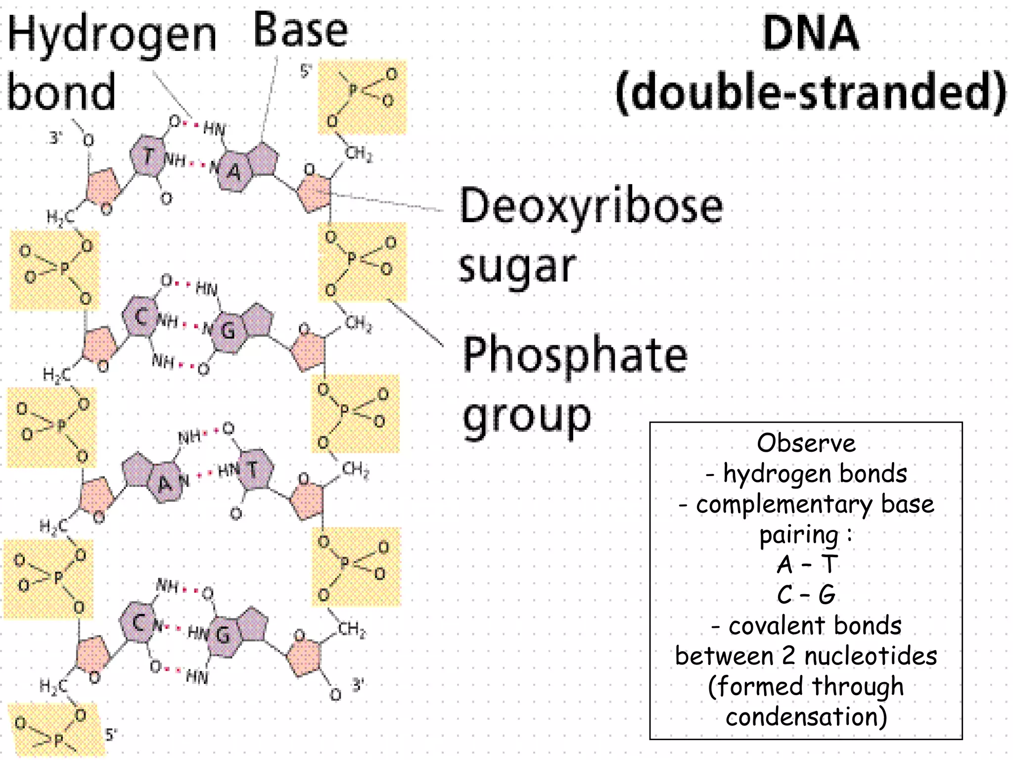 Watson, Crick and Wilkins used unpublished data from Rosalind Franklin’s research obtained without her knowledge and used without her consent.	- She was misrepresented and unrecognized 	- She died of cancer in 1958We know now: DNA is a double helix made of... 	- 4 nucleotides - A, T, G, C  	- in 2 polynucleotide strands    - strands run antiparallel - [5'-----3'] - held together via weak H-Bonds & complimentary base pairing (A-T and C-G)