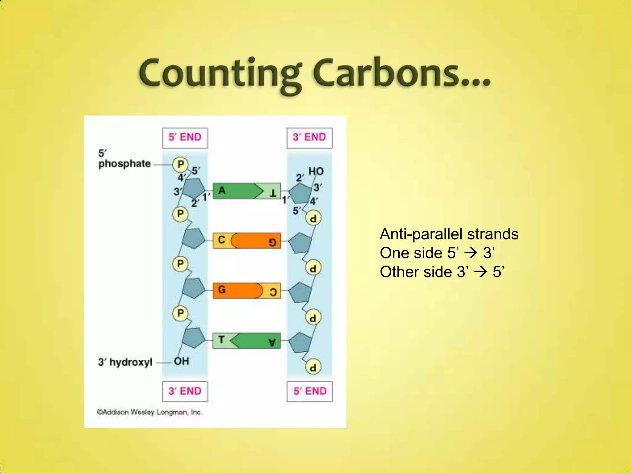DNA is double-stranded, withcomplementary base pairing