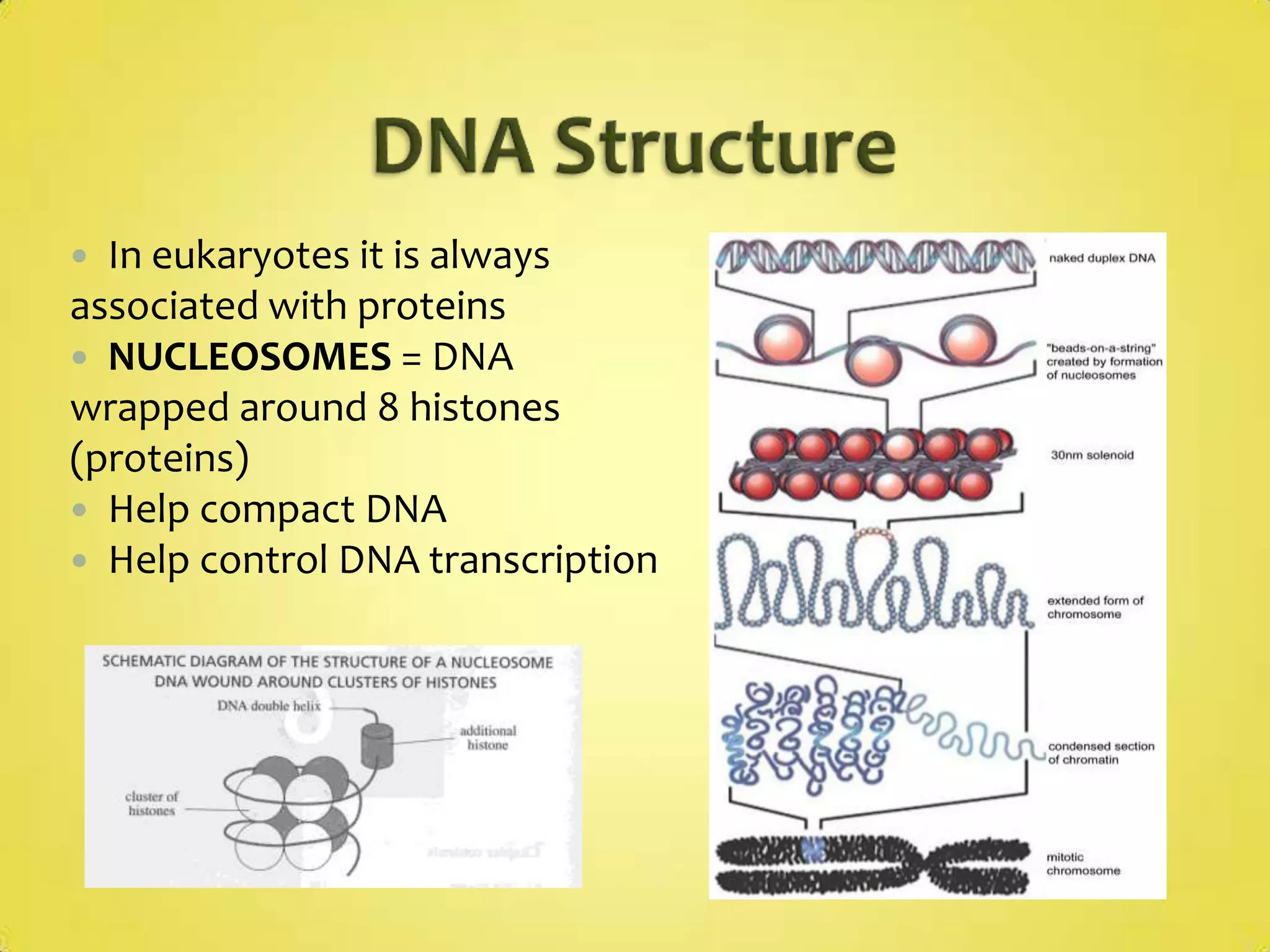 Observe - hydrogen bonds- complementary base pairing :A – TC – G - covalent bonds between 2 nucleotides (formed through condensation)