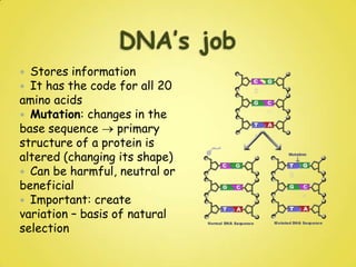DNA StructureIn eukaryotes it is always associated with proteinsNUCLEOSOMES = DNA wrapped around 8 histones (proteins)Help compact DNA Help control DNA transcription