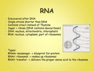 Single copy x Highly repetitive sequencesMuch of DNA in eukaryotes = repetitive base sequences, which are not translated (satellite DNA) = 5-300 bases / repeated as many as 10,000x5-45% of DNA = function not clearSingle copy/unique genes = actually code for something (small proportion)