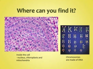 Where can you find it?Inside the cell- nucleus, chloroplasts and mitochondriaChromosomes are made of DNA