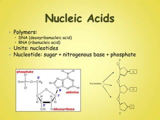 Nucleic AcidsPolymers: DNA (deoxyribonucleic acid) RNA (ribonucleic acid)Units: nucleotidesNucleotide: sugar + nitrogenous base + phosphate