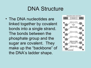 DNA structure | PPT