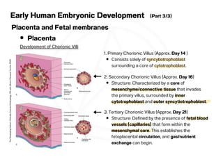 Embryonal Blood Development 3-3Early Human Embryonic Development.pdf.pdf