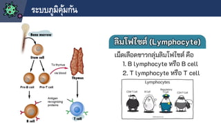 ระบบภูมิคุ้มกัน
 