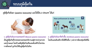 ระบบภูมิคุ้มกัน
1. ภูมิคุ้มกันรับมาตามธรรมชาติ (Natural passive immunity)
เป็นภูมิคุ้มกันที่ถ่ายทอดตามธรรมชาติจากแม่สู่ทารกผ่านทางรก
และน้านมแม่ โดยถ้าแม่มีภูมิคุ้มกันหรือแอนติบอดีกับโรคก่อน
การตั้งครรภ์ ลูกก็จะได้รับภูมิคุ้มกันไปด้วย
ภูมิคุ้มกันรับมา (passive immunity) แบ่งได้เป็น 2 ประเภท ได้แก่
2. ภูมิคุ้มกันรับมาที่สร้างขึ้น (Artificial passive immunity)
โดยรับแอนติบอดีจากสิ่งมีชีวิตอื่น ๆ อย่างการฉีดเซรุ่มหรือซีรั่ม
 