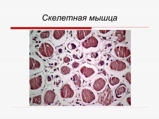 Скелетная мышца
 