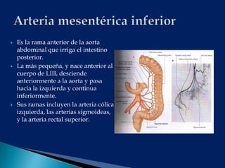 3.4 circulacion arterial y venosa intraabdominal | PPTX