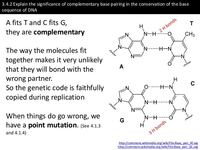 Ib Biology Core 3 4 Dna Replication
