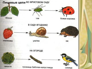 Пищевые цепи 