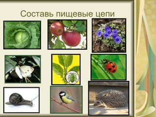 Составь пищевые цепи 