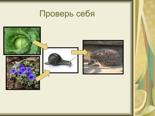 Проверь себя 
