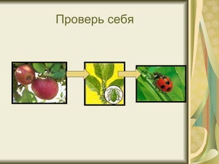 Проверь себя 