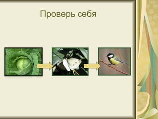 Проверь себя 