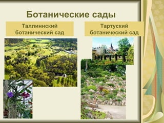 Ботанические сады Таллиннский ботанический сад Тартуский ботанический сад 