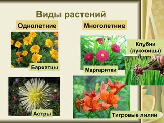 Виды растений Однолетние Многолетние Клубни (луковицы) Бархатцы Астры Маргаритки Тигровые лилии 