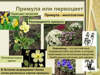 Примула или первоцвет Примула - многолетник Разновидности примулы В Эстонии выращивают более сотни различных сортов примулы Корневище  – это долговечный  подземный побег растения, в котором  накапливаются питательные вещества,  Необходимые растению для зимовки Пятилепестковый цветок Первоцвет весенний 