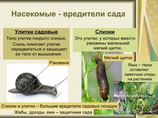 Насекомые - вредители сада Улитки садовые Тело улитки покрыто слизью. Слизь помогает улитке передвигаться и защищает ее тело от высыхания.  Слизни Это улитки, у которых вместо раковины маленький мягкий щиток. Раковина Мягкий щиток Язык – терка оставляет  заметные следы на растениях Слизни и улитки – большие вредители садовых посадок Жабы, дрозды, ежи – защитники сада 