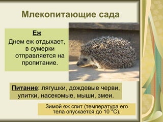 Млекопитающие сада Еж Днем еж отдыхает, в сумерки отправляется на пропитание. Зимой еж спит (температура его тела опускается до 10  ° С). Питание : лягушки, дождевые черви, улитки, насекомые, мыши, змеи. 
