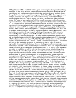 3.4 Regulation of miRNA availability miRNA genes are transcriptionally regulated just like any
other gene, so their levels in the cell can be controlled through these routes. However, there is
one additional way in which the availability of miRNAs within a cell can be regulated. This is
through the hybridisation to competitive endogenous RNAs. These RNA chains appear to act as
'sponges', competing with target mRNAs within a cell for binding, and therefore acting as
regulators for the effects of a miRNA (Figure 3.6). Figure 3.6 Endogenous RNAs, including
circular RNAs, can serve as regulators of miRNAs through competitive binding. Competitive
regulation of miRNAs in the cellular pool serves to regulate both the translation blocking effects
of 3 UTR binding and the targeting of mRNAs for degradation. Schematic diagram to show how
endogenous RNAs can regulate miRNAs through competitive binding. The blue background
indicates the cytosol, mRNA are orange strands and the miRNAs are magenta. At the centre is a
pool of 6 miRNAs shown, which can target mRNA for degradation (bottom) or bind the 3'UTR
of mRNA to block translation of the mRNA (top right). However, this miRNA regulatory role is
itself subject to regulation through competitive binding with endogenous RNAs such as the
circular RNA pictured (top left). The miRNAs bound to circular RNA are not available to
regulate the mRNA until they are released. One of the first well-characterised examples of this
was provided by Hansen et al. (2013). These researchers identified a circular RNA chain called
ciRS-7 in the mouse brain (see Figure 3.7a, left). The ciRS-7 RNA contains over 70 sites with
sequence complementarity to miR 7 (Figure 3.7b). (b) View larger image Figure 3.7 The circular
RNA ciRS-7 acts as a sponge, regulating the availability of miRNA miR-7. (a) Both are
expressed in the same cells in the brain, as shown by similar patterns of brown staining in mouse
brain sections. (b) ciRS-7 carries multiple target sites for miR-7, drawn here to represent the base
conservation along ciRS-7 for each site complementary to miR 7 . for miR-7) acting as a sponge
to regulate the availability of miRNA miR-7. a. Mouse brain sections stained with a probe to
detect ciRS-7 (left) and miR-7 (right). Note the similar distribution of brown staining in both
images indicating similar distribution patterns of both miRNA and ciRS-7 in the mouse brain
sections (eg the ' C '-shaped brown staining in the hippocampus region; you can ignore the
staining intensity differences between the two images in the cortex). b. The orange bar represents
the gene for ciRS- 7 gene. Above it is a graph showing degree of similarity to the miR-7 RNA
sequence. The taller the hight of the black block, the closer the match. Note that there are over 70
such conserved sites showing sequence complementarity to miR 7 . On the right hand site a
dotted box shows the region enlarged (below the orange ciRS-7 RNA bar) which shows many
black boxes complementary to miR-7. Note the solitary white box denotes similarity to another
miR (miR-671) which when bound to ciRS-7 causes the circular RNA to be degraded. (From
Hansen et al. (2013)). In examining the mouse brain, it is clear that miR- 7 is co-expressed in a
subset of the cells that contain ciRS-7, such as the cells of the mouse hippocampus (see Figure
3.7a, right: the 'C'-shaped group of brown-stained cells that stain for ciRS-7 in Figure 3.7a, left).
Thus, both the miR and sponge are expressed in the same cells. When bound to miR-7, the ciRS-
7 RNA is not degraded until it is bound by another miRNA called miR-671, for which one
binding site exists. Binding of miR-671 directs degradation of the circular RNA and any bound
miRNAs in an argonaute-dependent manner. Thus, in this case, one RNA chain that regulates the
availability of miRNAs is, itself, regulated by a miRNA. The example of circular RNAs acting as
molecular sponges and sequestering miRNAs provides another example of the interdependence
of RNA molecules in the cell. The ability to base-pair with multiple complementary targets
allows for a highly integrated and dynamic network to develop. Changes in the levels of: -
miRNAs - a competitive endogenous regulator ('sponge') - other mRNAs with matching target
 