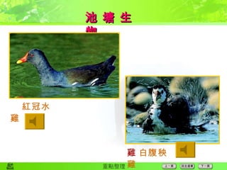 池 塘 生 物  紅冠水雞  白腹秧雞 