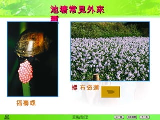 池塘常見外來種  福壽螺  布袋蓮 