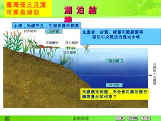 湖 泊 結 構 臺灣僅 日月潭 可算是湖泊 水淺，光線充足，生物多樣性較高 生產者 :  矽藻、綠藻和藍綠菌等 湖泊中央開放的透光水域 光線無法到達，光合作用無法進行 請問養分如何來 ？ 