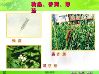 輪蟲、香蒲、慈菇  輪 蟲  香 蒲  慈 菇 