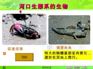 河口生態系的生物  1  弧邊招潮蟹 彈塗魚  特大的胸鰭基部呈肉質化， 適於在泥地上爬行。   