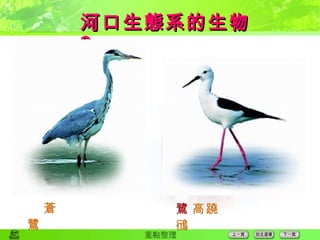 河口生態系的生物  2  蒼 鷺  高蹺鴴 