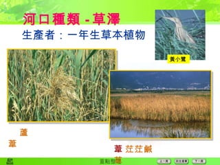  生產者：一年生草本植物 河口種類 - 草澤  蘆 葦  茳茳鹹草 黃小鷺  