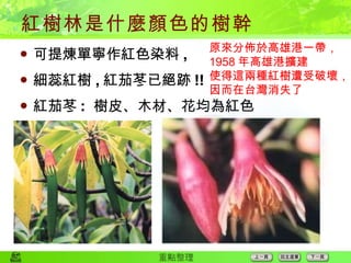 紅樹林是什麼顏色的樹幹 可提煉單寧作紅色染料 , 細蕊紅樹 , 紅茄苳已絕跡 !! 紅茄苳 :  樹皮、木材、花均為紅色 原來分佈於高雄港一帶， 1958 年高雄港擴建 使得這兩種紅樹遭受破壞， 因而在台灣消失了 