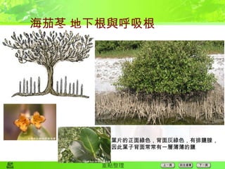 海茄苳 地下根與呼吸根 葉片的正面綠色，背面灰綠色，有排鹽腺， 因此葉子背面常常有一層薄薄的鹽 