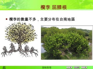 欖李 屈膝根 欖李的數量不多，主要分布在台南地區 