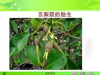 五梨跤的胎生苗 