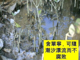 含單寧 , 可隨潮汐漂流而不腐敗 